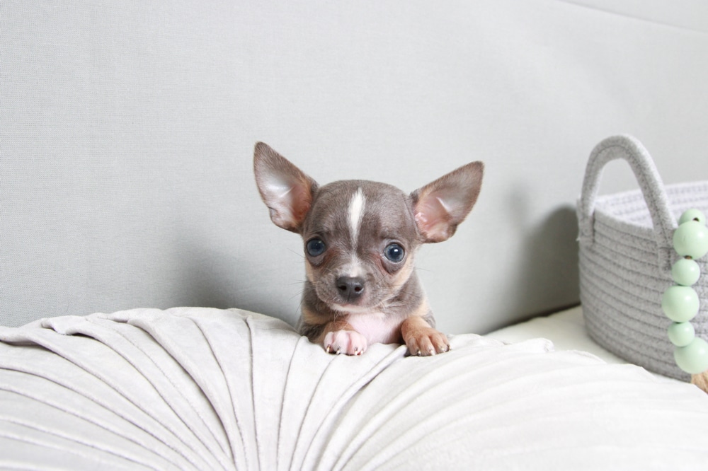 William - Loving Blue Tri Male Chihuahua Puppy - Image 5