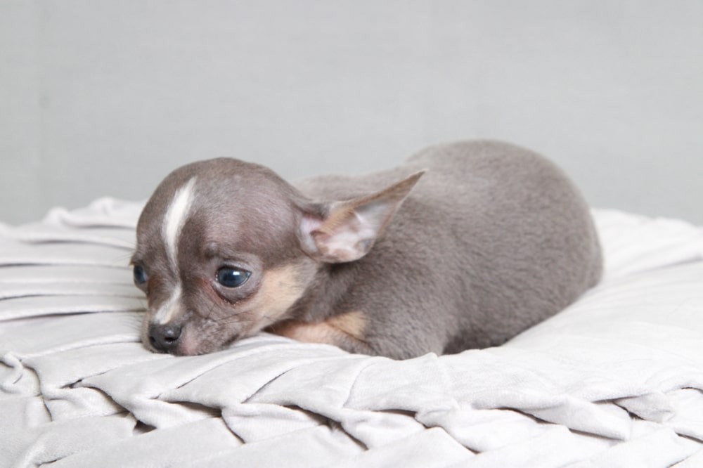 William - Loving Blue Tri Male Chihuahua Puppy - Image 4