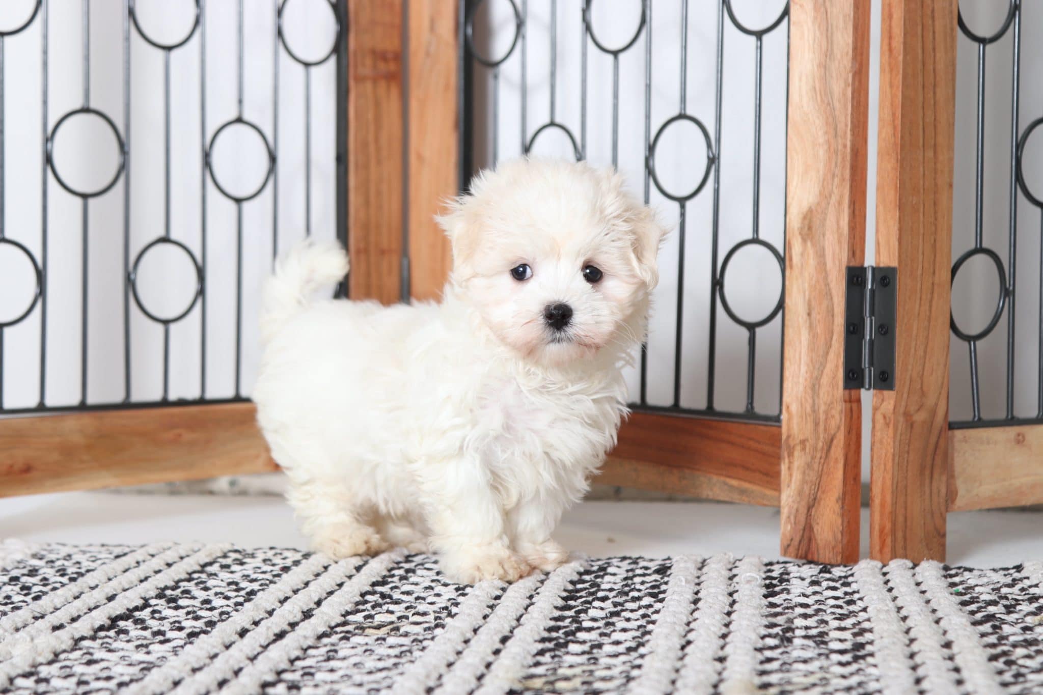 Willie - Perfect Male ACA Maltese Puppy