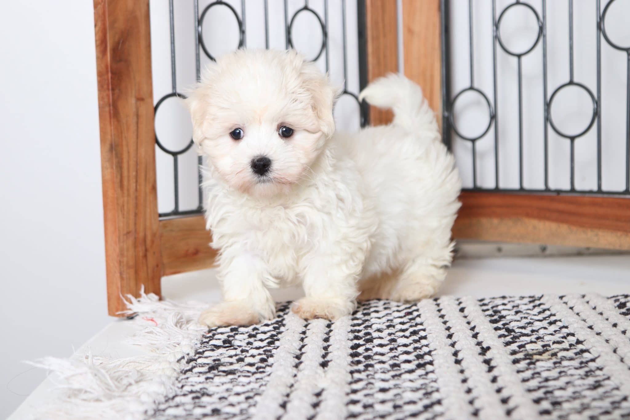 Willie - Perfect Male ACA Maltese Puppy - Image 2