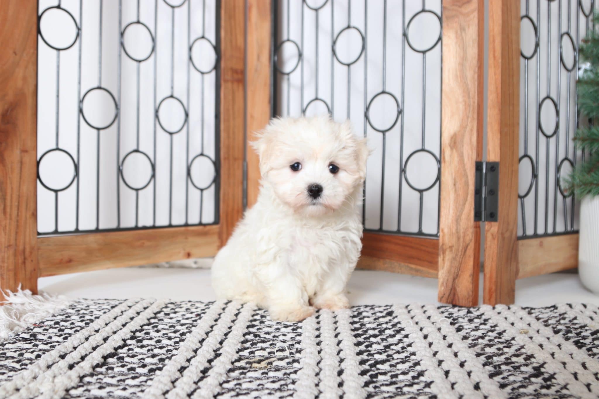 Willie - Perfect Male ACA Maltese Puppy - Image 3