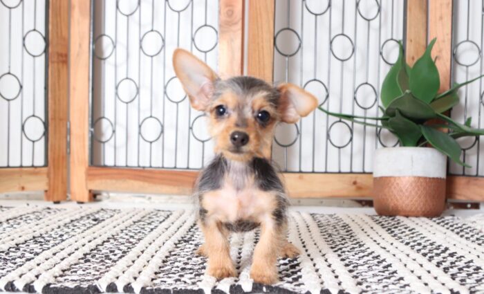 Willow - Adorable Toy Female Dorkie Puppy