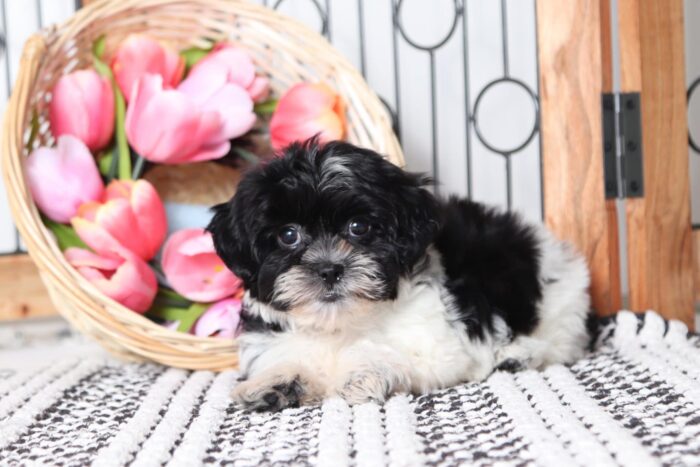 Willow - Sweet Female Black/ White Teddy Bear Puppy