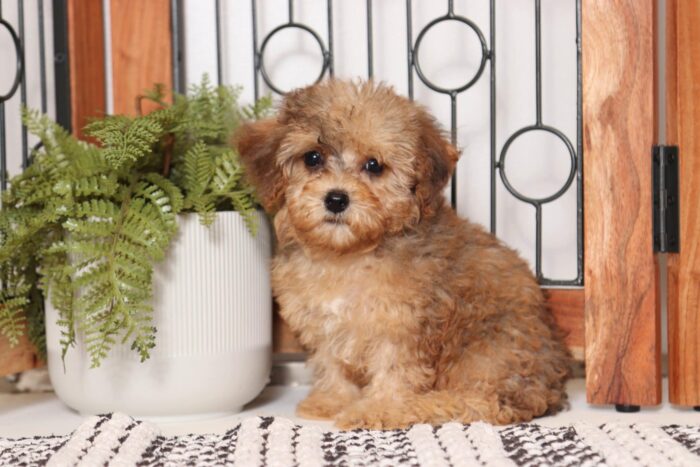 Willow- Loving Little Female Yorkie-Poo Puppy