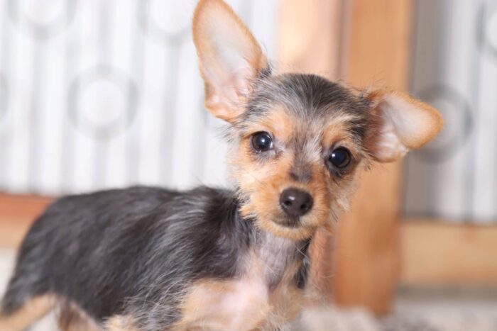 Willow - Adorable Toy Female Dorkie Puppy - Image 2