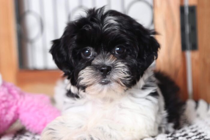 Willow - Sweet Female Black/ White Teddy Bear Puppy - Image 2