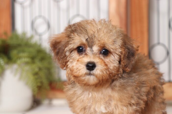 Willow- Loving Little Female Yorkie-Poo Puppy - Image 2