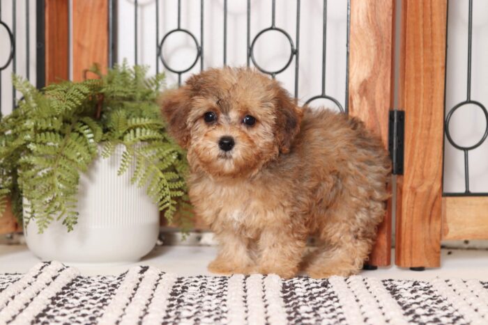 Willow- Loving Little Female Yorkie-Poo Puppy - Image 3