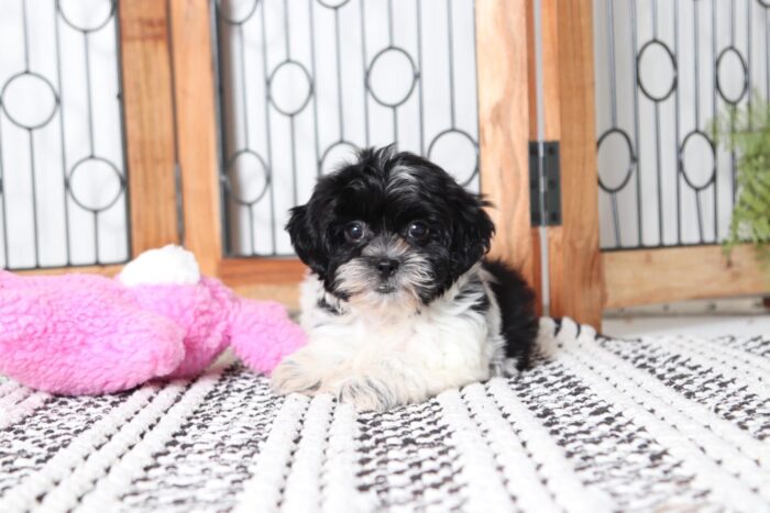 Willow - Sweet Female Black/ White Teddy Bear Puppy - Image 3