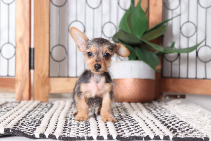Willow - Adorable Toy Female Dorkie Puppy - Image 3