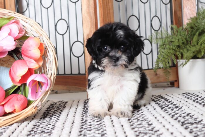 Willow - Sweet Female Black/ White Teddy Bear Puppy - Image 4
