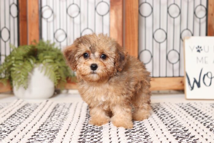 Willow- Loving Little Female Yorkie-Poo Puppy - Image 4
