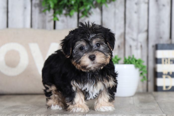 Willy - a wonderful Yochon puppy