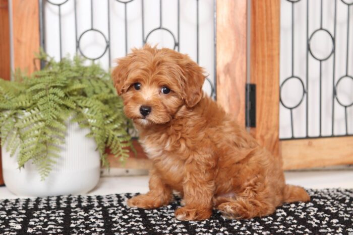 Willy- Wonderful Red Little Male Poochon Puppy - Image 5