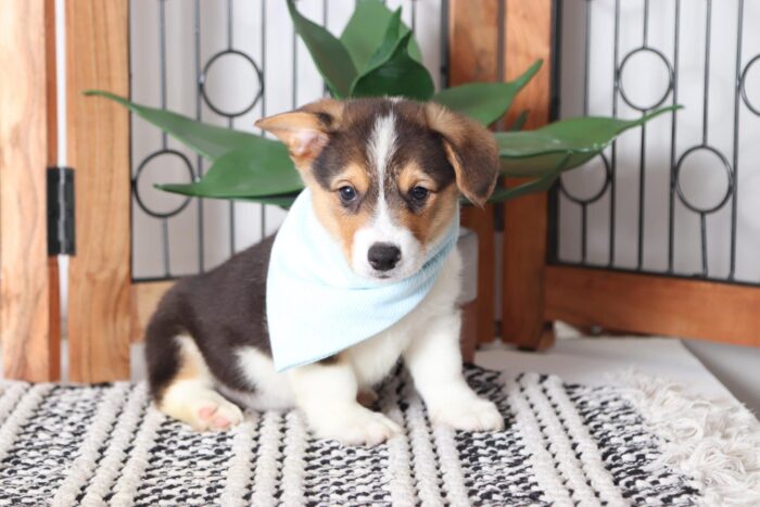 Willy- Darling Little Male AKC Corgi Puppy