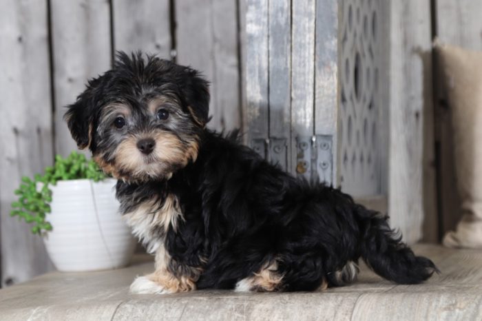 Willy - a wonderful Yochon puppy - Image 5