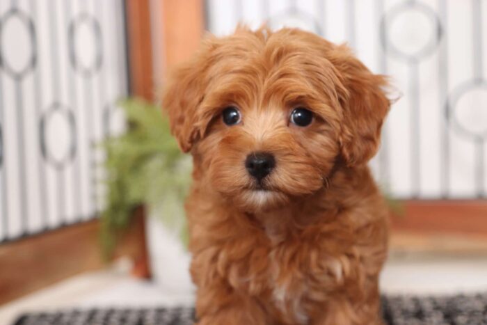 Willy- Wonderful Red Little Male Poochon Puppy - Image 2