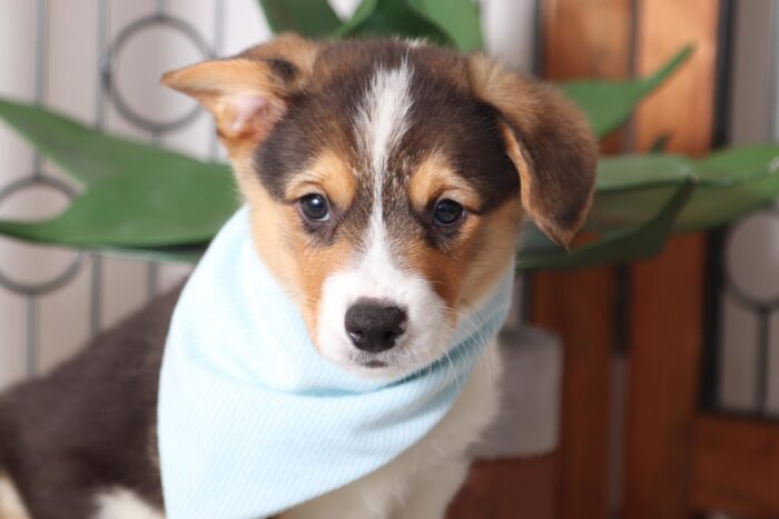 Willy- Darling Little Male AKC Corgi Puppy - Image 2