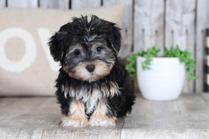 Willy - a wonderful Yochon puppy - Image 4