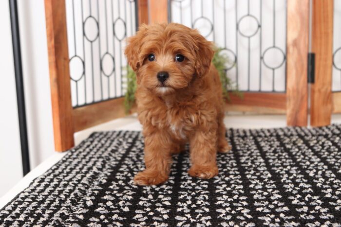 Willy- Wonderful Red Little Male Poochon Puppy