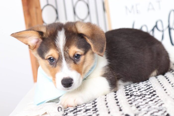 Willy- Darling Little Male AKC Corgi Puppy - Image 3