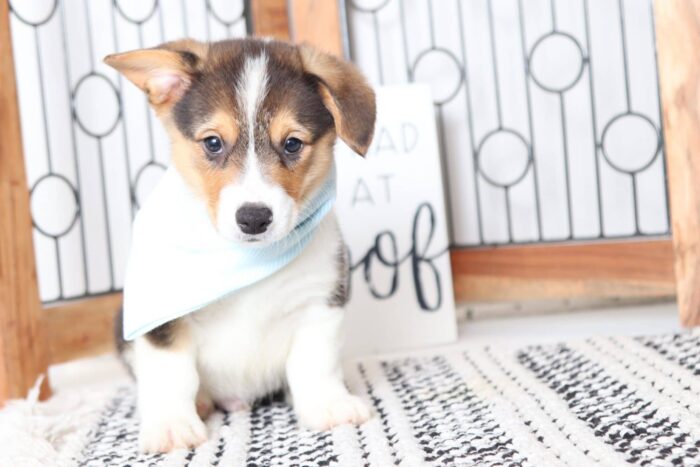 Willy- Darling Little Male AKC Corgi Puppy - Image 4