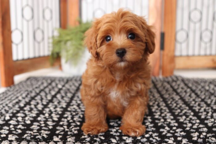 Willy- Wonderful Red Little Male Poochon Puppy - Image 4