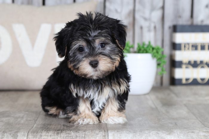 Willy - a wonderful Yochon puppy - Image 3