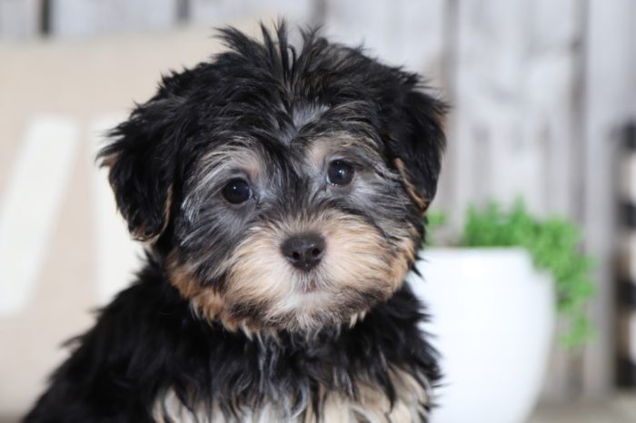Willy - a wonderful Yochon puppy - Image 2