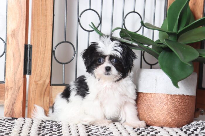 Wilma - Amazing Little Female Mal-Shi Puppy