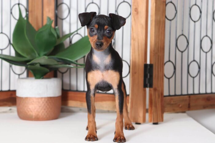 Wilma - Beautiful Female ICA Miniature Pinscher Puppy