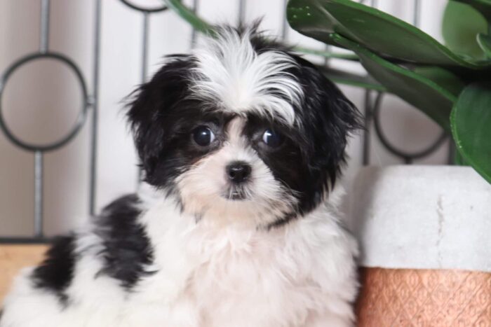 Wilma - Amazing Little Female Mal-Shi Puppy - Image 2