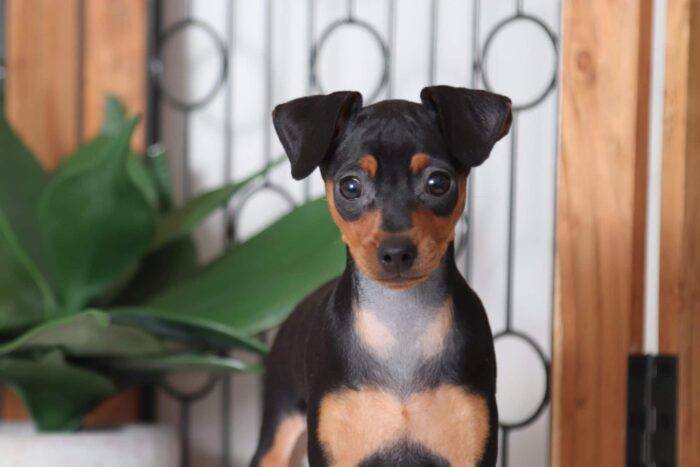 Wilma - Beautiful Female ICA Miniature Pinscher Puppy - Image 2