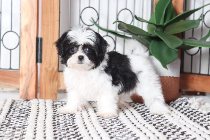 Wilma - Amazing Little Female Mal-Shi Puppy - Image 3