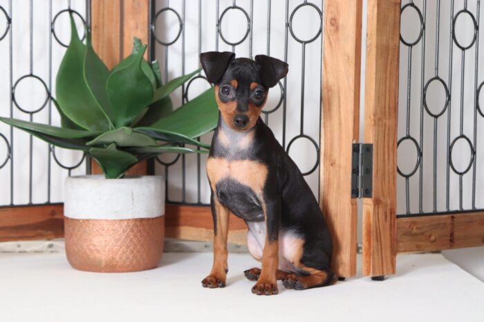Wilma - Beautiful Female ICA Miniature Pinscher Puppy - Image 3