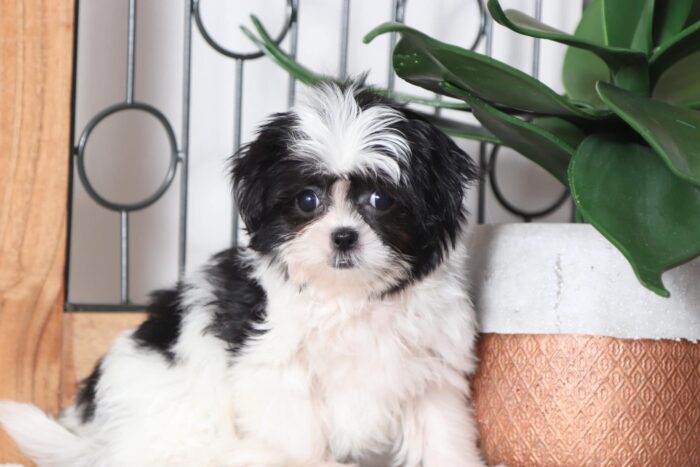 Wilma - Amazing Little Female Mal-Shi Puppy - Image 4