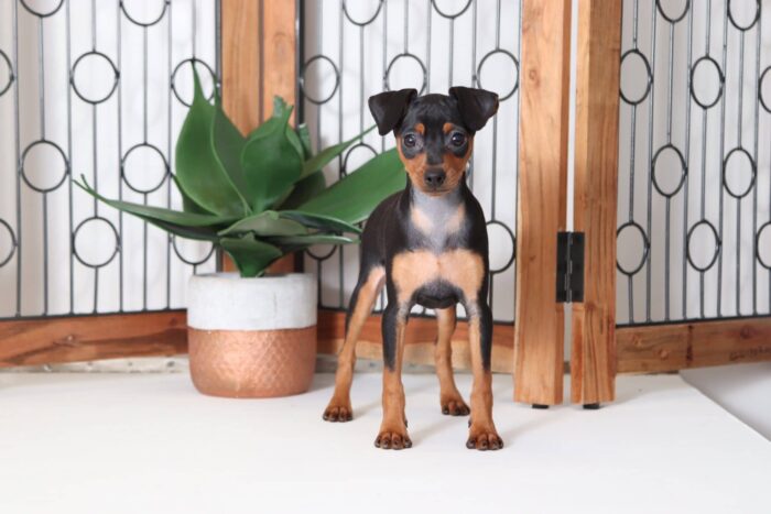 Wilma - Beautiful Female ICA Miniature Pinscher Puppy - Image 4