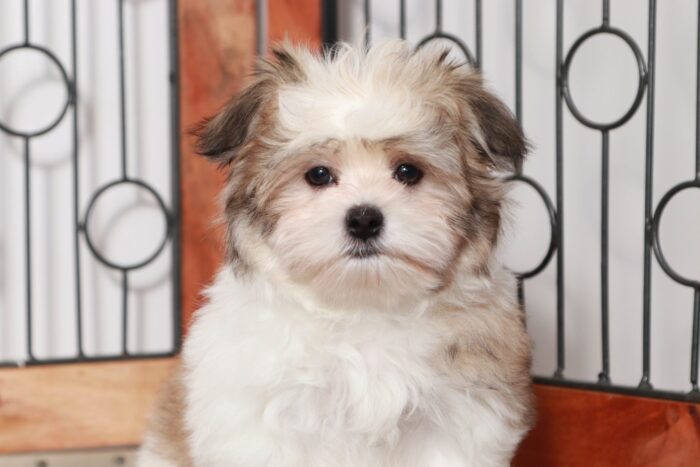 Wilson- Playful Little Male ICA Malshi Puppy - Image 2