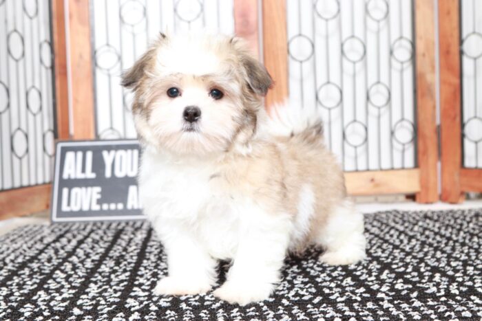 Wilson- Playful Little Male ICA Malshi Puppy - Image 3
