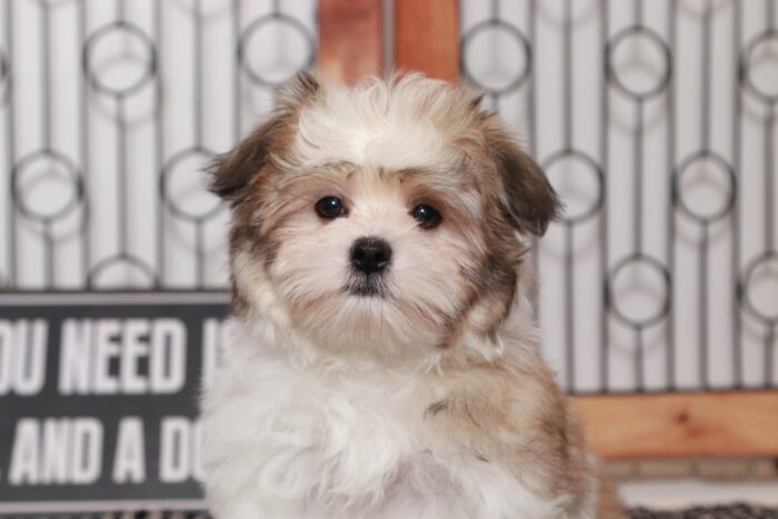 Wilson- Playful Little Male ICA Malshi Puppy - Image 4