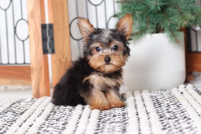 Winnie - Cuddly Little Teacup ACA Female Yorkie