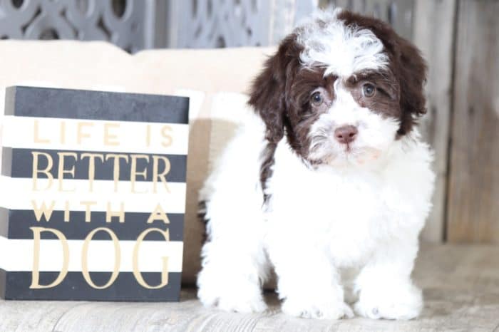 Winnie - Sweet HavaPoo Puppy
