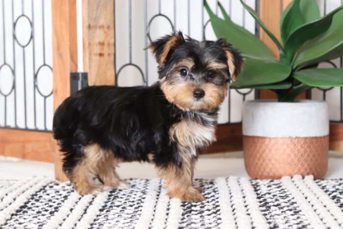 Winnie - Stunning Female AKC Yorkie Puppy