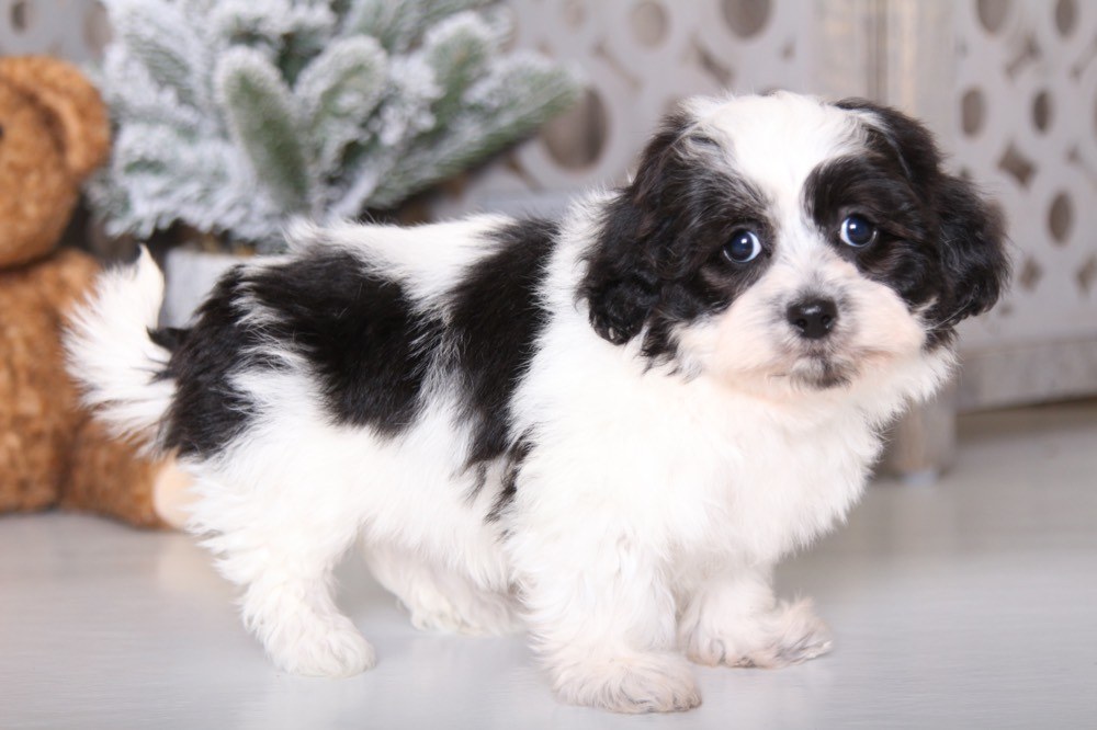 Winnie - Sweet Teddy Bear