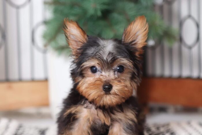 Winnie - Cuddly Little Teacup ACA Female Yorkie - Image 2