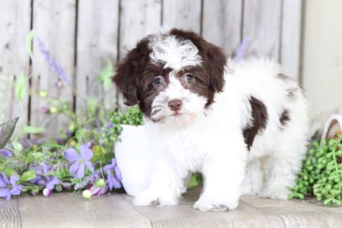 Winnie - Sweet HavaPoo Puppy - Image 2