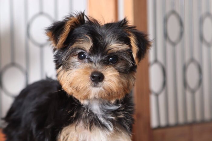 Winnie - Stunning Female AKC Yorkie Puppy - Image 2