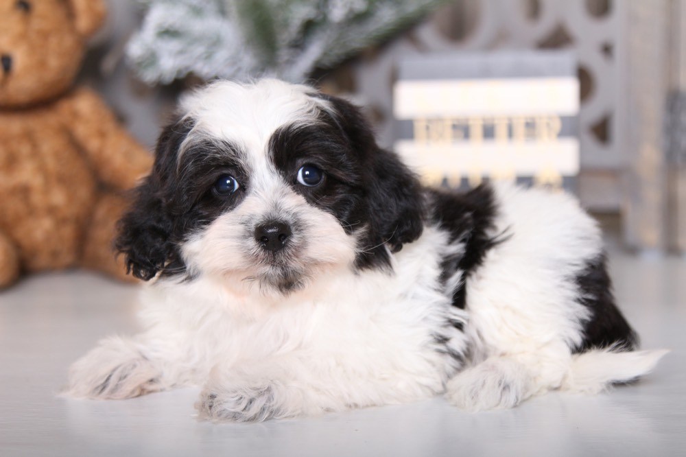 Winnie - Sweet Teddy Bear - Image 2
