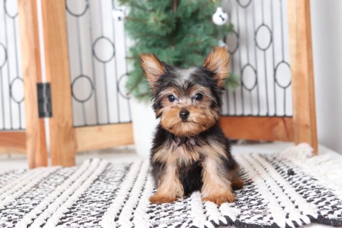 Winnie - Cuddly Little Teacup ACA Female Yorkie - Image 3