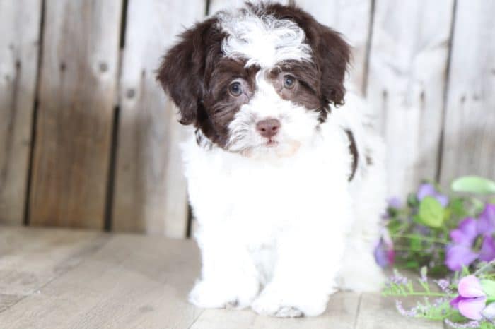 Winnie - Sweet HavaPoo Puppy - Image 3